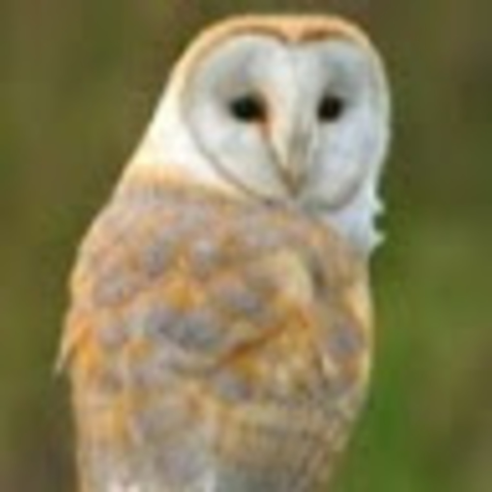 Meet your Posher, Leah